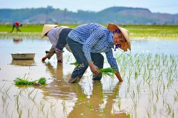 Đi cấy. Bức ảnh được chụp trên đường từ Thanh Hóa vào Nghệ An. Dọc đường có rất nhiều cánh đồng lúa đang vào vụ cấy. Ở miền Bắc Trung Bộ, lúa giống sau khi lên mạ non sẽ được người dân cắm xuống ruộng từng cây một. Ảnh: BTB Đi cấy. Bức ảnh được chụp trên đường từ Thanh Hóa vào Nghệ An. Dọc đường có rất nhiều cánh đồng lúa đang vào vụ cấy. Ở miền Bắc Trung Bộ, lúa giống sau khi lên mạ non sẽ được người dân cắm xuống ruộng từng cây một để tiếp tục phát triển.