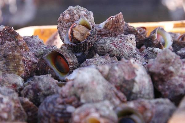 Ra đảo Lý Sơn bạn hãy thử thưởng thức món ốc cừ hấp gừng nhé. Ảnh: lyson.org 