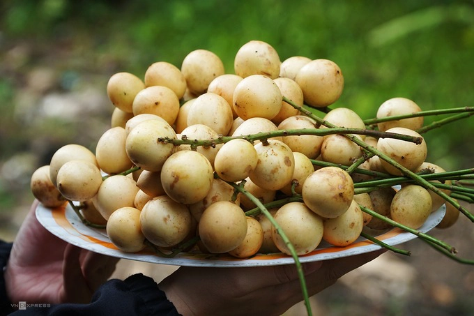 Khách tham quan có thể tự tay hái trái, chụp ảnh trong vườn và mua ngay tại vườn để mang về làm quà. Ảnh: Phong Vinh.