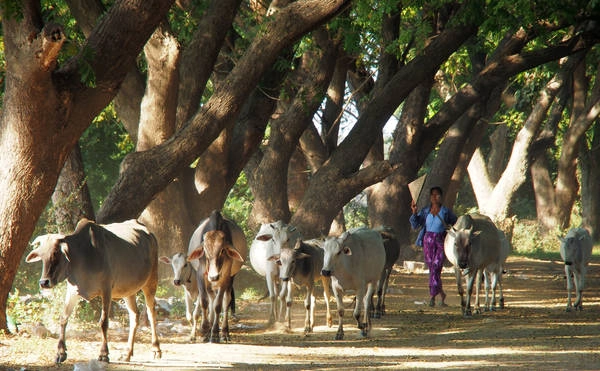 Khung cảnh bình yên ở mandalay. Ảnh: Stefan H Khung cảnh bình yên ở mandalay. Ảnh: Stefan H