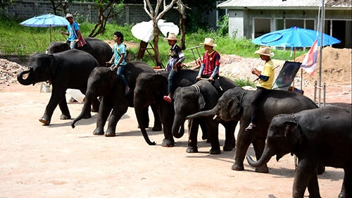 Ngày 2 Các tour nửa ngày, một ngày được bán rất nhiều trong thành phố, từ cửa hàng lớn đến quầy nhỏ trong chợ, sảnh khách sạn. Gợi ý cho bạn là tour tham quan trại voi trong ngày, giá khoảng 1.000 - 1.500 baht/ người, tùy điểm đến và các hoạt động bao gồm. Tuy nhiên nếu đi đông người, bạn có thể thuê riêng songthaew hoặc xe ôtô, giá 800-1.000 baht, đưa đến các điểm yêu thích, nhóm tự trả phí vào cửa. Ở Chiang Mai có khá nhiều trại voi, nhưng đều nằm cách thành phố khá xa. Trong đó nổi tiếng có trại voi Maesa lâu đời cách trung tâm 30 km và Chokchai ở thung lũng Mae Taeng, cách khoảng 70 km. Ngày 2 Các tour nửa ngày, một ngày được bán rất nhiều trong thành phố, từ cửa hàng lớn đến quầy nhỏ trong chợ, sảnh khách sạn. Gợi ý cho bạn là tour tham quan trại voi trong ngày, giá khoảng 1.000 - 1.500 baht/ người, tùy điểm đến và các hoạt động bao gồm. Tuy nhiên nếu đi đông người, bạn có thể thuê riêng songthaew hoặc xe ôtô, giá 800-1.000 baht, đưa đến các điểm yêu thích, nhóm tự trả phí vào cửa. Ở Chiang Mai có khá nhiều trại voi, nhưng đều nằm cách thành phố khá xa. Trong đó nổi tiếng có trại voi Maesa lâu đời cách trung tâm 30 km và Chokchai ở thung lũng Mae Taeng, cách khoảng 70 km.