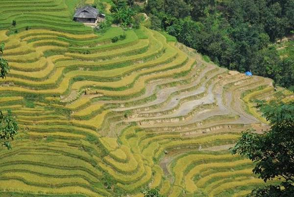 Mùa lúa tại Hoàng Su Phì được trồng một năm một lần. Tháng 5 là mùa đổ nước, tháng 9 là mùa gặt, cả hai thời điểm đều tuyệt đẹp. Mùa lúa tại Hoàng Su Phì được trồng một năm một lần. Tháng 5 là mùa đổ nước, tháng 9 là mùa gặt, cả hai thời điểm đều tuyệt đẹp.