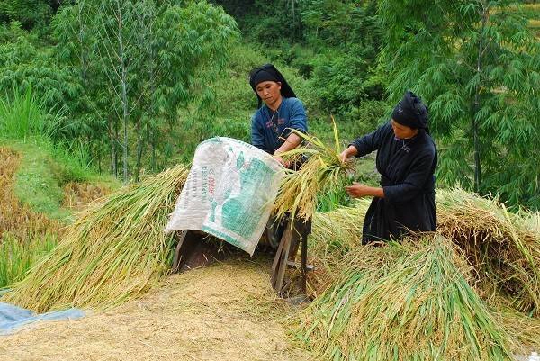 Mảnh đất Hoàng Su Phì nằm dưới chân đỉnh Tây Côn Lĩnh hùng vĩ là cung đườngthu hút đông đảo du khách nhất. Nằm giữa lưng chừng núi, những thửa ruộng bậc thang Hoàng Su Phì vàng ươm trải tít tắt suốt dọc đường đi. Mảnh đất Hoàng Su Phì nằm dưới chân đỉnh Tây Côn Lĩnh hùng vĩ là cung đườngthu hút đông đảo du khách nhất. Nằm giữa lưng chừng núi, những thửa ruộng bậc thang Hoàng Su Phì vàng ươm trải tít tắt suốt dọc đường đi.