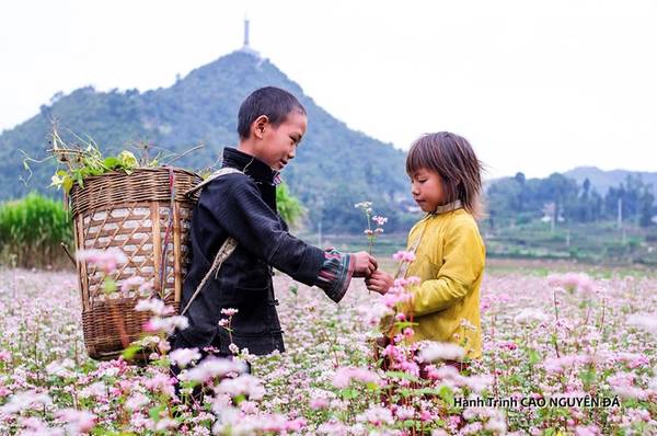 Cái đẹp làm si mê bao kẻ xê dịch chính là những mùa hoa. Tam giác mạch nở tràn khắp các con đường từ Quản Bạ về Đồng Văn.