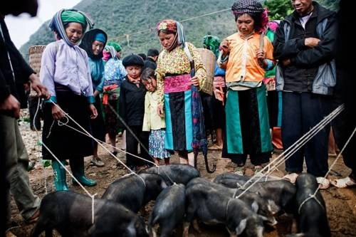 Những chú lợn chờ người chủ mới.