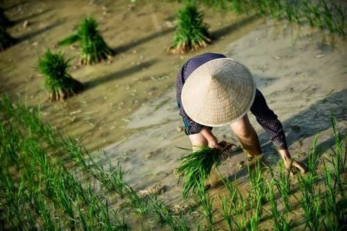 Trồng lúa tại thung lũng ở cao nguyên Đồng Văn.