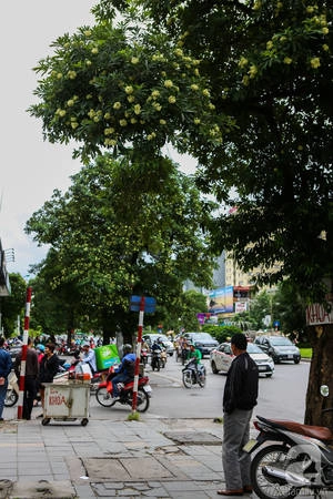 ha-noi-co-mot-mua-hoa-gia-0-dong-ma-ca-pho-vuong-van-mui-huong-ivivu-10