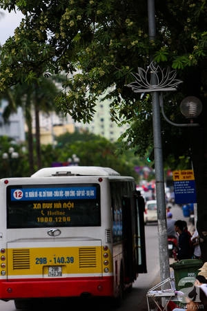 ha-noi-co-mot-mua-hoa-gia-0-dong-ma-ca-pho-vuong-van-mui-huong-ivivu-11