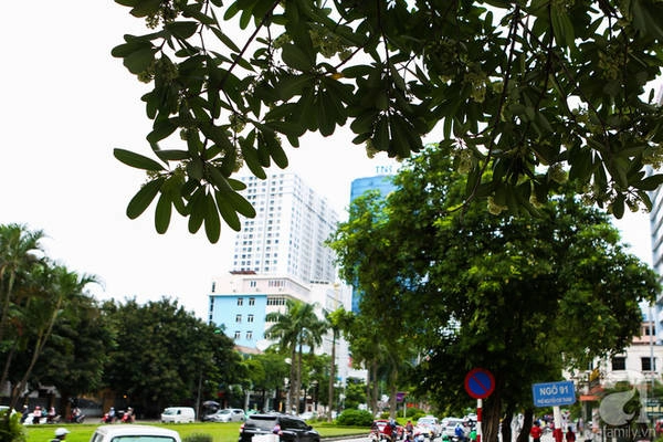 Và có lẽ, dù có ghét mùi của nó như thế nào, chẳng có ai muốn những cây hoa sữa của Hà Nội bớt đi dù chỉ một nhánh cành.