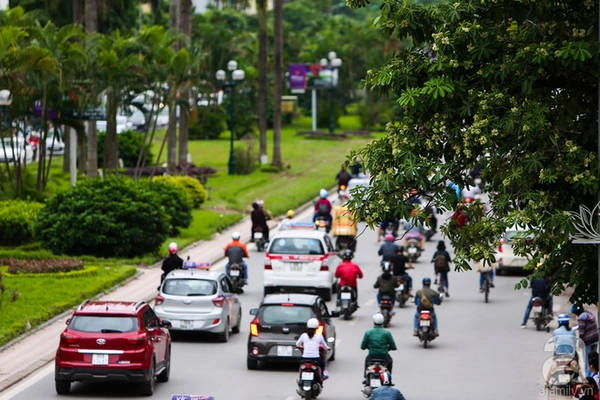 Nhờ gió và nắng, mỗi góc hoa sữa đều trở thành một bức tranh đáng yêu ngập hương thơm.