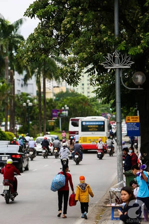 Nhưng chỉ đến khoảng giữa tháng 10, khi Hà Nội đón đợt gió lạnh đầu tiên, người ta mới cảm nhận được rõ rệt mùi hương đặc trưng của nó.