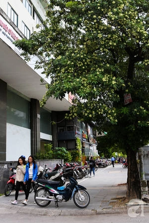 ha-noi-co-mot-mua-hoa-gia-0-dong-ma-ca-pho-vuong-van-mui-huong-ivivu-3