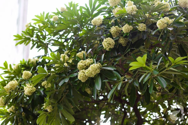 ha-noi-co-mot-mua-hoa-gia-0-dong-ma-ca-pho-vuong-van-mui-huong-ivivu-8