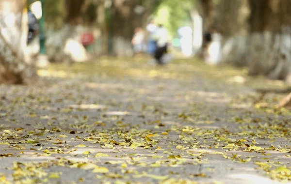 Đi trên vỉa hè thoáng đãng trải thảm lá vàng, những cơn gió thoảng như một bản tình ca say đắm lòng người.