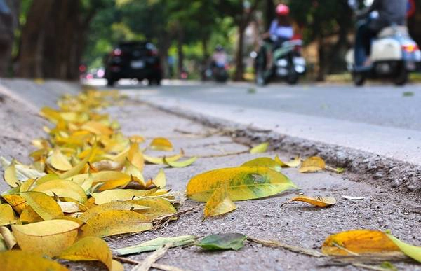 Mùa lá sấu rụng chỉ diễn ra rất ngắn, chuẩn bị cho một sự khởi đầu mới.