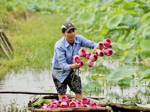 Du lịch Hà Nội - hoa sen - iVIVU.com