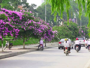 Du lịch Hà Nội - hoa bằng lăng - iVIVU.com