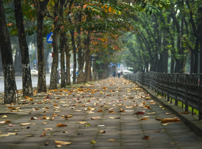 Trên phố Kim Mã, hàng cây bằng lăng cũng đang chuyển mình vào mùa đâm chồi, nảy lộc khi tiết trời dần chuyển từ xuân sang hè. Mỗi khi gió thổi qua, những cành bằng lăng khẳng khiu, lá úa trên cây rơi lả tả xuống vỉa hè khiến không gian Hà Nội như trong tiết trời thu.