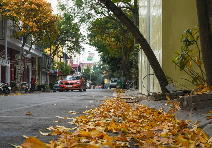 Thảm lá lộc vừng trước cửa một căn nhà trên phố Trần Quốc Toản. Ở một số vùng, lộc vừng được xếp vào danh sách "tứ quý" gồm sanh, sung, tùng, lộc. Theo phong thủy, loài cây này được coi là biểu tượng của sự may mắn, sung túc. Chữ Lộc ứng với Tài lộc, còn Vừng ngụ ý là nhỏ nhưng nhiều. Thêm vào đó, hoa buông xuống như bức mành màu đỏ rất đẹp, mang ý nghĩa về sự thịnh vượng.