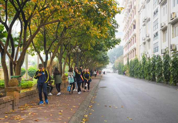 Hàng lộc vừng trong khuôn viên Đại học Quốc gia Hà Nội. Bạn Thư, sinh viên khoa tiếng Anh, Đại học Ngoại ngữ, cho biết: “Cây thay màu lá rất nhanh. Chỉ trong vòng 2 tuần, cả hàng cây đã nhuộm sắc vàng".