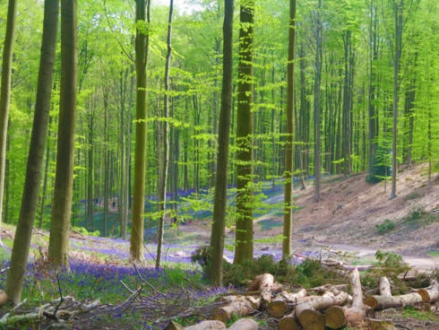 hallerbos-con-duong-di-dao-mua-xuan-dep-nhat-tai-bi-ivivu-2