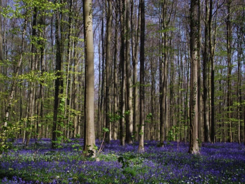 hallerbos-con-duong-di-dao-mua-xuan-dep-nhat-tai-bi-ivivu-3