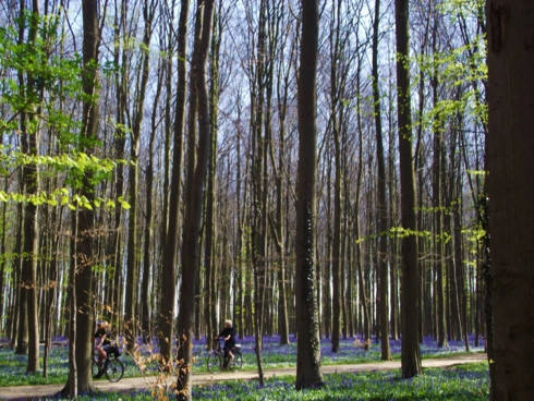 hallerbos-con-duong-di-dao-mua-xuan-dep-nhat-tai-bi-ivivu-5