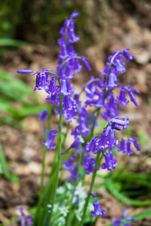 hallerbos-con-duong-di-dao-mua-xuan-dep-nhat-tai-bi-ivivu-4