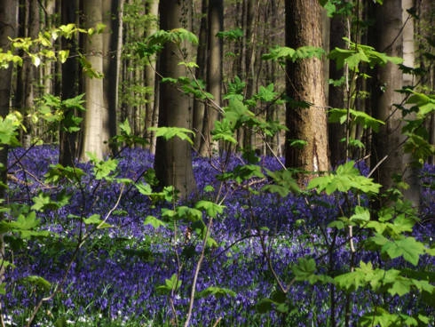 hallerbos-con-duong-di-dao-mua-xuan-dep-nhat-tai-bi-ivivu-6