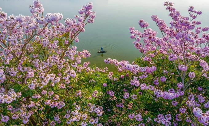 “Trong tiết trời se lạnh ngắm hàng hoa hồng phấn mang đến tâm trạng vô cùng sảng khoái”, một du khách cho biết.