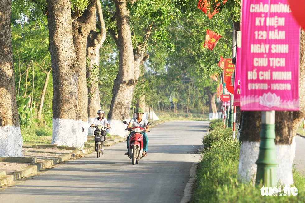 Những ngày tháng 5 đúng dịp kỷ niệm 129 năm Ngày sinh Chủ tịch Hồ Chí Minh, hàng cây xà cừ được trồng hơn nửa thế kỷ vẫn tỏa bóng mát - Ảnh: DOÃN HÒA