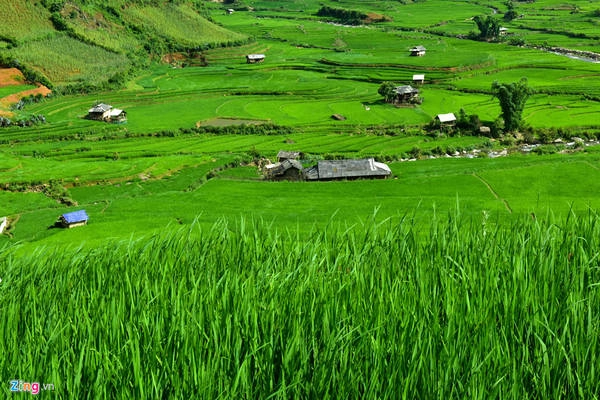 Không phải mùa nước đổ hay mùa vàng quen thuộc, nếu đi vào tháng 7, bạn sẽ được chứng kiến những thửa ruộng bậc thang với màu xanh ngút tầm mắt. Không phải mùa nước đổ hay mùa vàng quen thuộc, nếu đi vào tháng 7, bạn sẽ được chứng kiến những thửa ruộng bậc thang với màu xanh ngút tầm mắt.