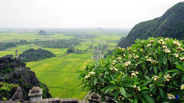 Từ đây, du khách có thể chiêm ngưỡng toàn bộ cảnh đẹp của khu Tam Cốc, danh thắng nổi tiếng ở Ninh Bình. Hang Múa còn được đầu tư xây dựng thành điểm du lịch sinh thái kết hợp thể thao leo núi. hang-mua-noi-ngam-mua-lua-chin-o-tam-coc-ivivu-3