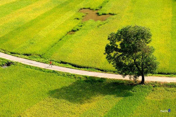 Để đến đây, bạn xuôi theo quốc lộ 1A tới thành phố Ninh Bình và rẽ vào Tràng An hoặc Tam Cốc sẽ thấy biển chỉ vào khu du lịch Hang Múa. hang-mua-noi-ngam-mua-lua-chin-o-tam-coc-ivivu-6