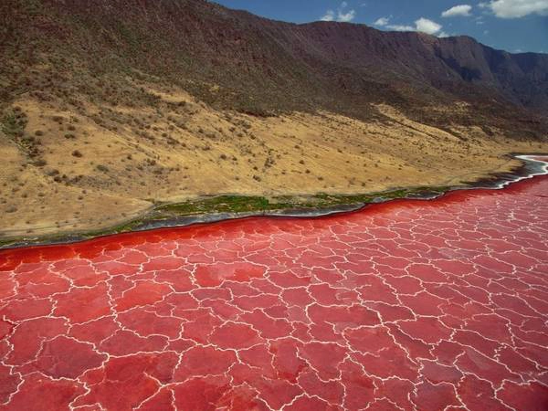 Hồ Natron, Monduli, Tanzania: Hồ muối đặc biệt này có nhiệt độ 120 độ C, và độ PH thấp ở mức nguy hiểm. Chính sự xuất hiện của vô số các loài tảo đỏ đã hấp dẫn hàng triệu con hồng hạc đến đây sinh sản. Hồ Natron, Monduli, Tanzania: Hồ muối đặc biệt này có nhiệt độ 120 độ C, và độ PH thấp ở mức nguy hiểm. Chính sự xuất hiện của vô số các loài tảo đỏ đã hấp dẫn hàng triệu con hồng hạc đến đây sinh sản.