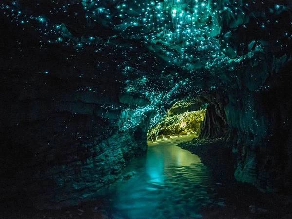 Hang đom đóm, Waitomo, New Zealand: Những chiếc hang ở đây được hàng nghìn con đom đóm thắp sáng về đêm, khiến cảnh tượng lung linh như một dải ngân hà. Hang đom đóm, Waitomo, New Zealand: Những chiếc hang ở đây được hàng nghìn con đom đóm thắp sáng về đêm, khiến cảnh tượng lung linh như một dải ngân hà.