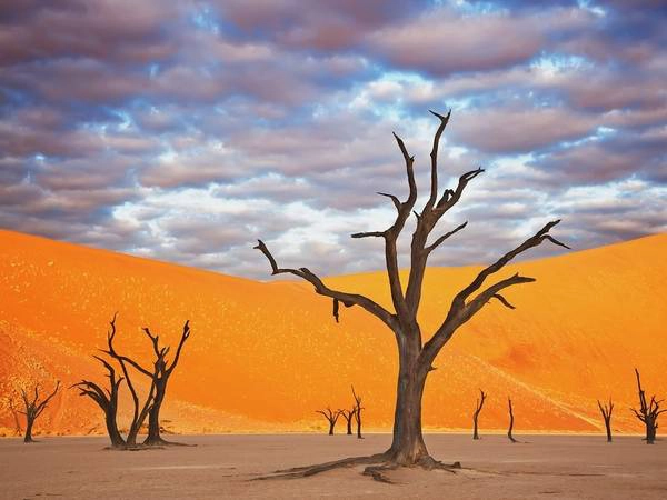 Công viên Namib Naukluft, Namibia: Những trảng cát đỏ rực và cây khô khẳng khiu khiến Namibia có cảnh tượng như trên sao Hỏa. Công viên Namib Naukluft, Namibia: Những trảng cát đỏ rực và cây khô khẳng khiu khiến Namibia có cảnh tượng như trên sao Hỏa.