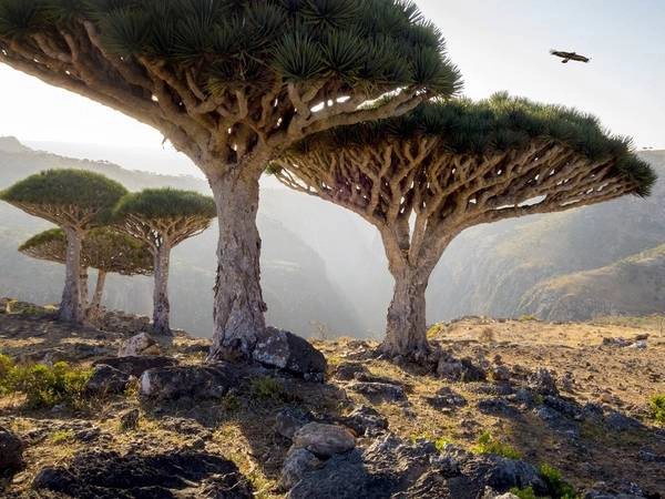 Socotra, Yemen: Những tán cây có hình dáng của vật thể bay lạ khiến Scotra trông như cảnh tượng ở hành tinh khác được mang xuống trái đất. Socotra, Yemen: Những tán cây có hình dáng của vật thể bay lạ khiến Scotra trông như cảnh tượng ở hành tinh khác được mang xuống trái đất.