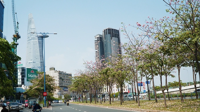 Hoa còn có tên gọi khác là hồng chuông hay hồng loa kèn. Đây là hoa có xuất xứ từ châu Mỹ, thuộc loài cây thân gỗ, tán cây cho bóng mát.