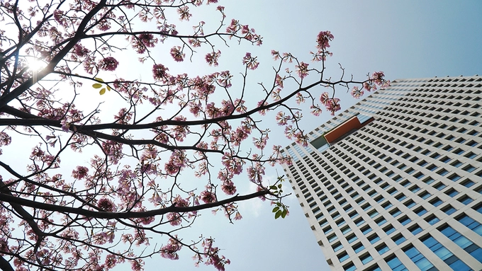 Hoa kèn hồng nở ở trước một trung tâm thương mại trên đường Điện Biên Phủ, quận Bình Thạnh. Ngoài ra, cây còn được trồng tại một số con đường trung tâm như Võ Văn Kiệt, quận 1;Võ Thị Sáu, quận 3… từ năm 2009. Trong số này, hoa trồng trên đường Võ Thị Sáu chỉ khoảng chục cây nhưng thân to, cho hoa nhiều.