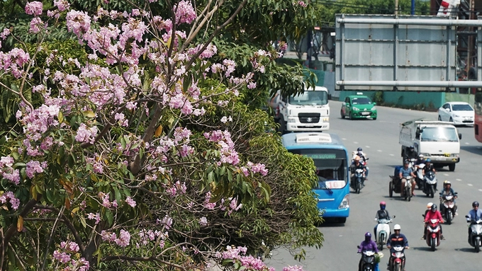 Tại đường Võ Văn Kiệt, quận 1, khúc gần hầm Thủ Thiêm có đến mấy chục cây hoa đang nở. Cây được trồng theo hàng thẳng tắp tạo nên khung cảnh không khác gì bối cảnh phim Hàn, thu hút nhiều bạn trẻ đến chụp hình lưu niệm.