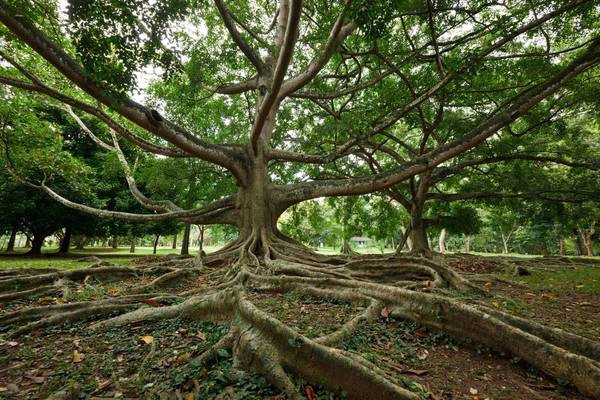 Một cây cổ thụ với hình thù độc đáo - Ảnh: wp Một cây cổ thụ với hình thù độc đáo - Ảnh: wp