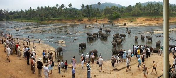 Kandy cũng là "đô thị" của loài voi - Ảnh: wikiwand Kandy cũng là "đô thị" của loài voi - Ảnh: wikiwand