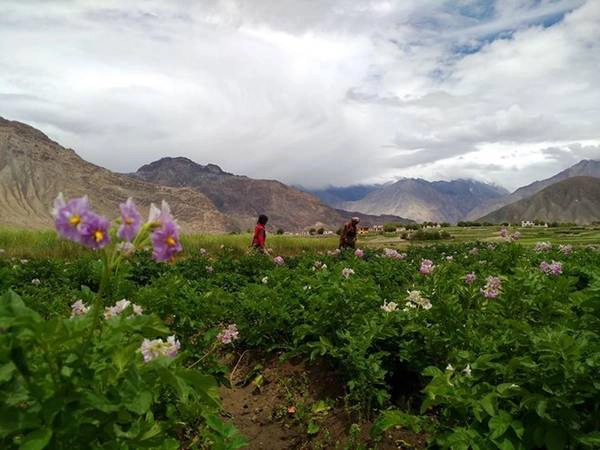 Sau đó, nhiếp ảnh gia có nhiều trải nghiệm thú vị ở thung lũng Nubra Valley, nơi đáng xem nhất trên đường cao tốc cao nhất thế giới Khardung La. Mùa hè tháng 8 ở đây thường ở mức 0 độ. Dãy núi bên cạnh bị bao phủ bởi tuyết trắng.