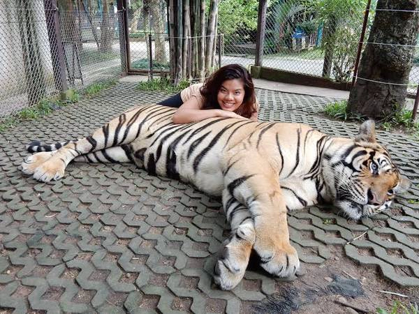 Tác giả chụp hình với hổ tại Chiang Mai, Thái Lan.