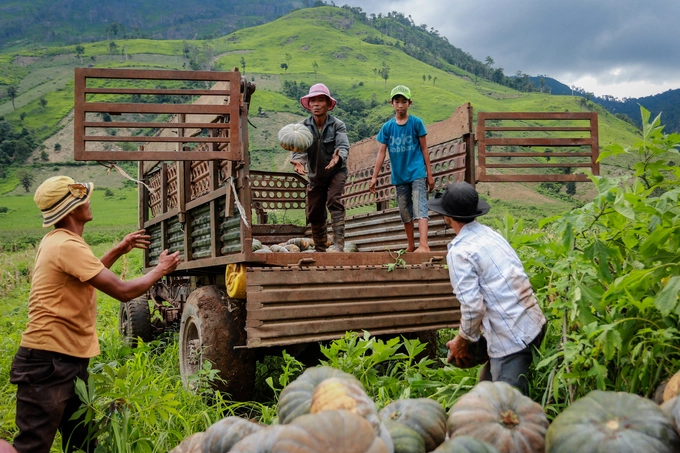 Trong thời gian nghỉ vụ dong riềng, nông dân sẽ trồng xen canh ngô, bí đỏ và khoai lang. "Nếu trồng 2 vụ liên tiếp, đất sẽ không chịu được, cây sẽ còi cọc. Cứ cách hai mùa mưa, chúng tôi mới quay lại trồng một mùa dong riềng", anh Lý Tiểu Sỹ giải thích. Trong thời gian nghỉ vụ dong riềng, nông dân sẽ trồng xen canh ngô, bí đỏ và khoai lang. "Nếu trồng 2 vụ liên tiếp, đất sẽ không chịu được, cây sẽ còi cọc. Cứ cách hai mùa mưa, chúng tôi mới quay lại trồng một mùa dong riềng", anh Lý Tiểu Sỹ giải thích.