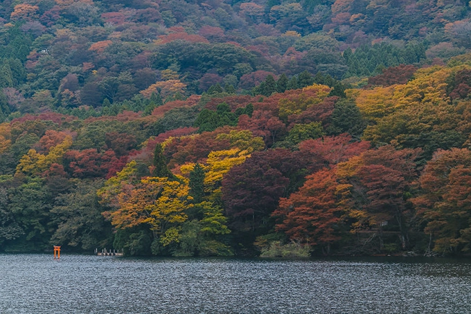 Màu sắc sặc sỡ của bức tranh thu bên hồ Ashinoko, Hakone. Màu sắc sặc sỡ của bức tranh thu bên hồ Ashinoko, Hakone.