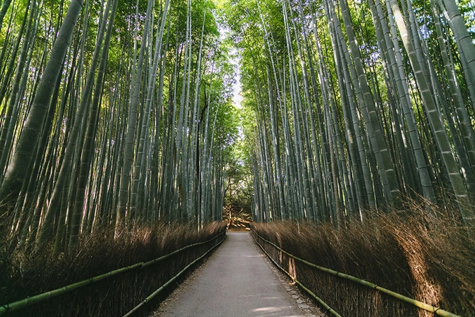 Rừng trúc ở Arashiyama, phía Tây Kyoto. Con đường rợp bóng trúc xanh mướt và cao tít đã thường xuyên xuất hiện trong các bài quảng bá du lịch của cố đô Kyoto. Rừng trúc ở Arashiyama, phía Tây Kyoto. Con đường rợp bóng trúc xanh mướt và cao tít đã thường xuyên xuất hiện trong các bài quảng bá du lịch của cố đô Kyoto.