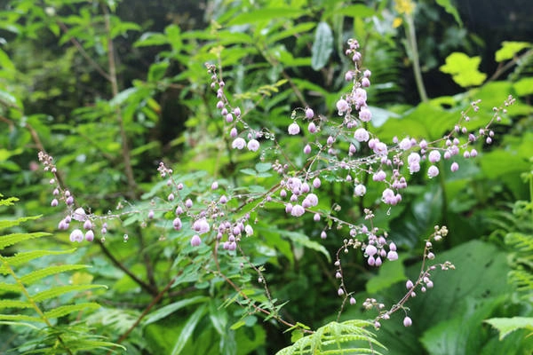 hanh-trinh-trekking-duong-nui-o-dat-nuoc-nepal-huyen-bi-ivivu-9