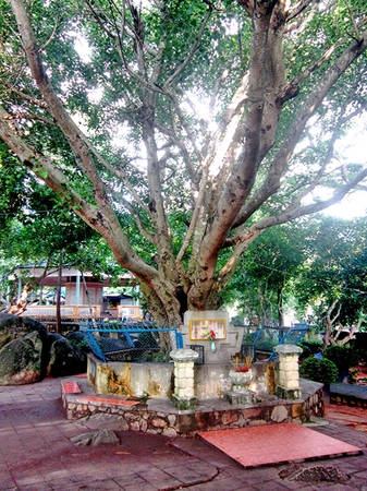 Trong khuôn viên có một cây Bồ Đề do Đại đức Narada Mahathera (Sri Lanka) trồng vào năm 1960, khi ngài đến viếng Thiền Lâm Tự. Dưới gốc Bồ Đề có một tấm bia với nội dung: "Cội Bồ Đề này là con cháu của cội Bồ Đề Sri Maha Bodhi (Bồ Đề Đạo Tràng, Ấn Độ). Từ chính cội cây thiêng liêng ấy, một nhánh chiết được đưa về trồng ở cố đô Anuradhapura, Sri Lanka. Đại đức Narada Mahathera đã cung thỉnh một cây con từ gốc này đến trồng tại đây ngày 2/11/1960. Ảnh: wikimedia